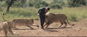 Acid Gifdump, October 12, 2018 (25 gifs)