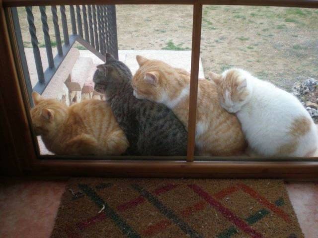 Acid Picdump (98 pics)