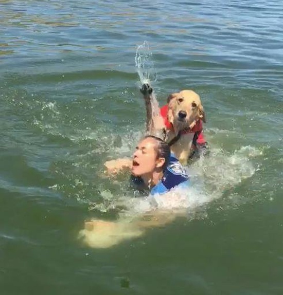Dog's Trying To Help (4 pics)