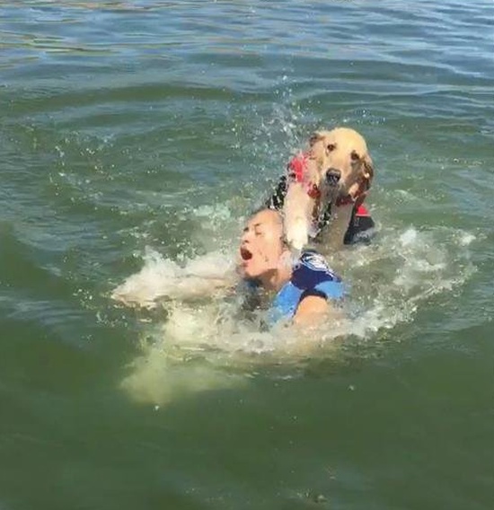 Dog's Trying To Help (4 pics)