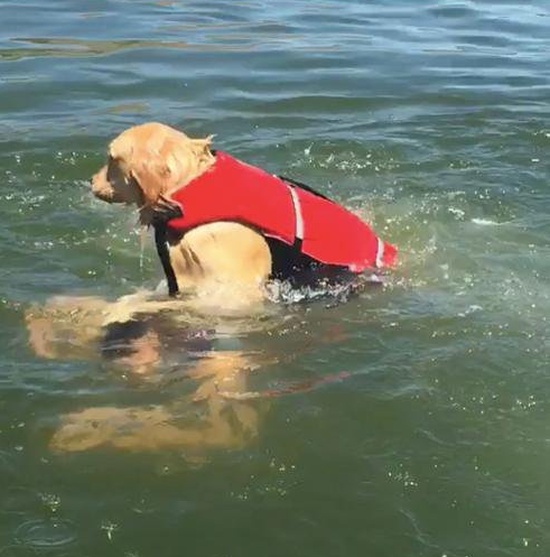 Dog's Trying To Help (4 pics)
