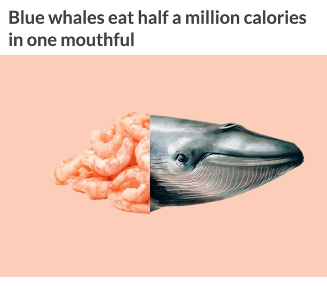 Interesting Facts (12 pics)