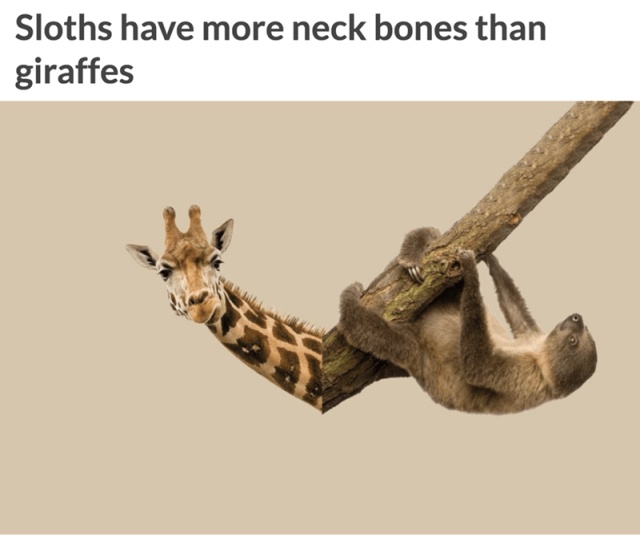 Interesting Facts (12 pics)