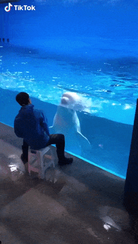 Acid Gifdump, October 15, 2018 (25 gifs)