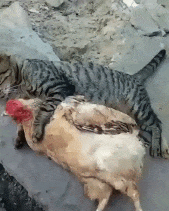 Acid Gifdump, October 15, 2018 (25 gifs)