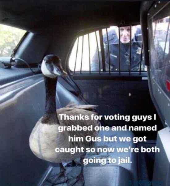 This Voting Was Not The Best Idea (2 pics)