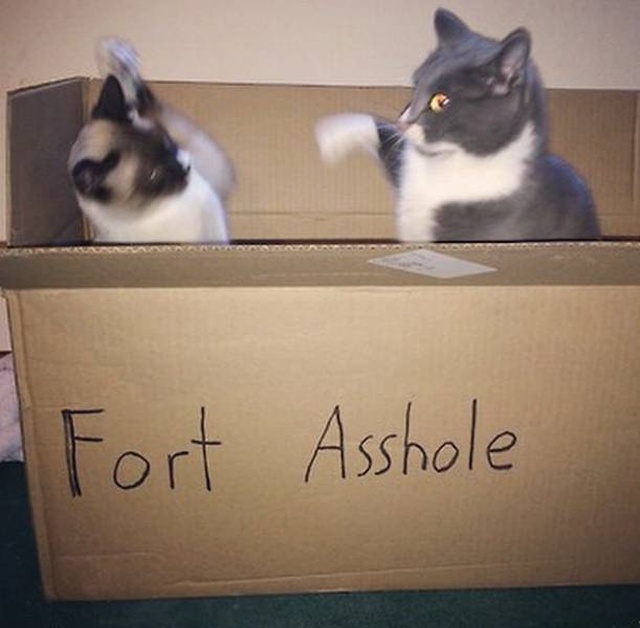 Acid Picdump (106 pics)
