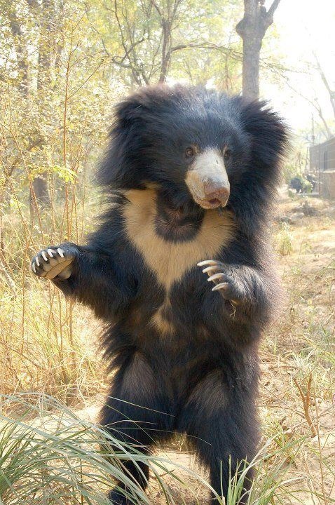 Acid Picdump (106 pics)