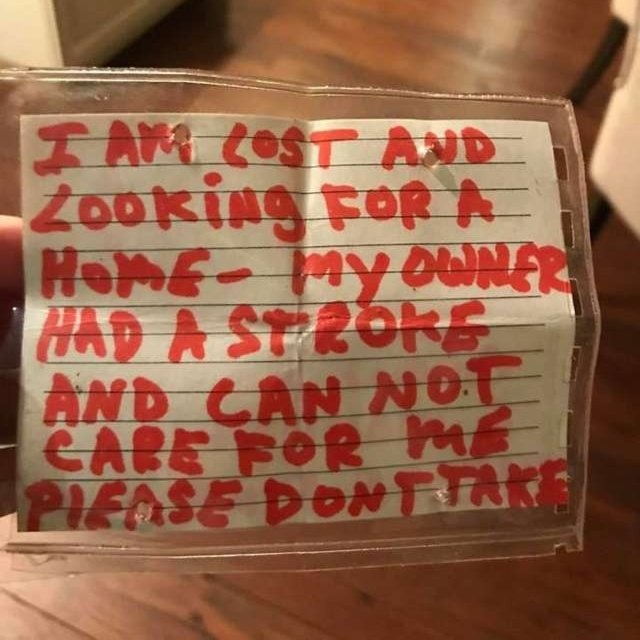 A Dog With A Heartbreaking Note On His Neck (5 pics)