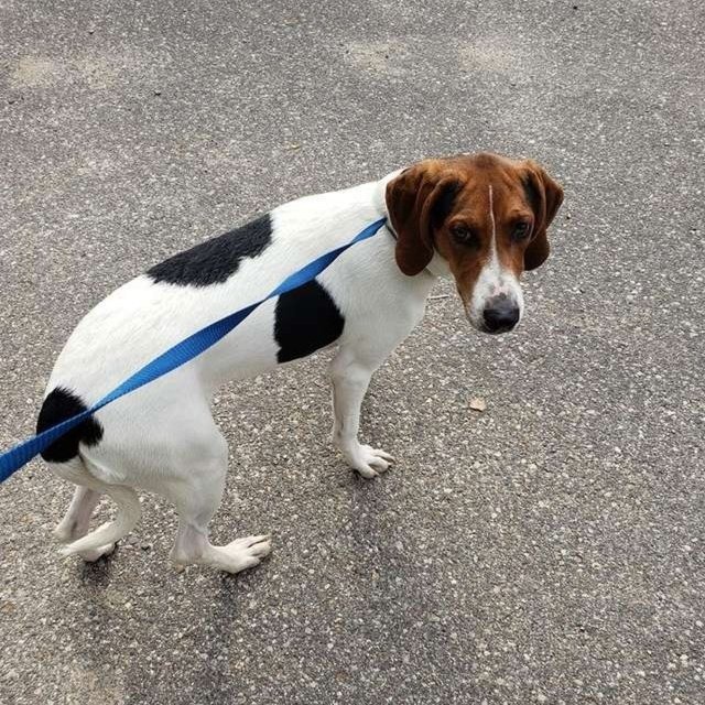 A Dog With A Heartbreaking Note On His Neck (5 pics)