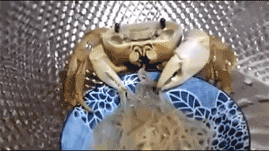 Acid Gifdump, October 16, 2018 (25 gifs)