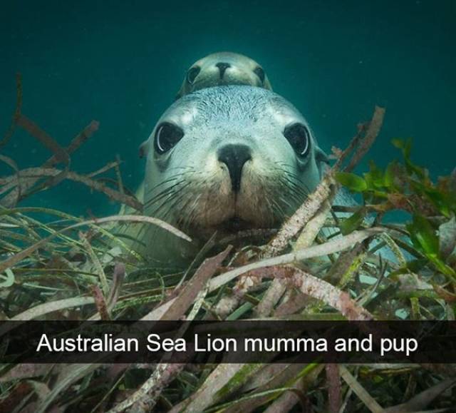Funny Animal Photos On Snapchat (45 pics)