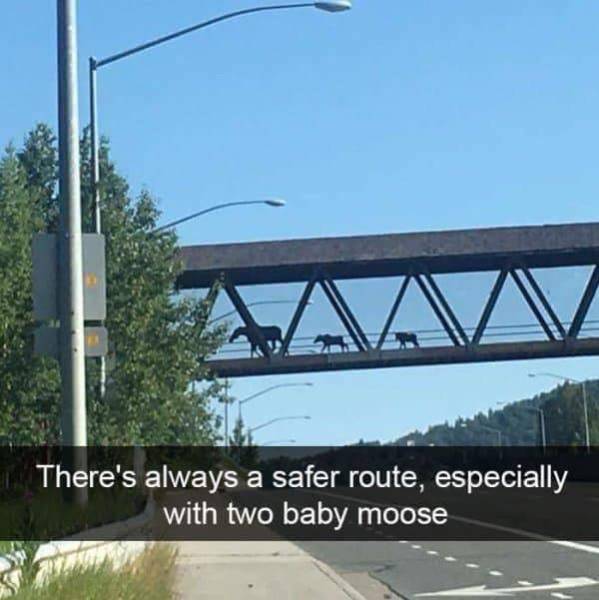 Funny Animal Photos On Snapchat (45 pics)