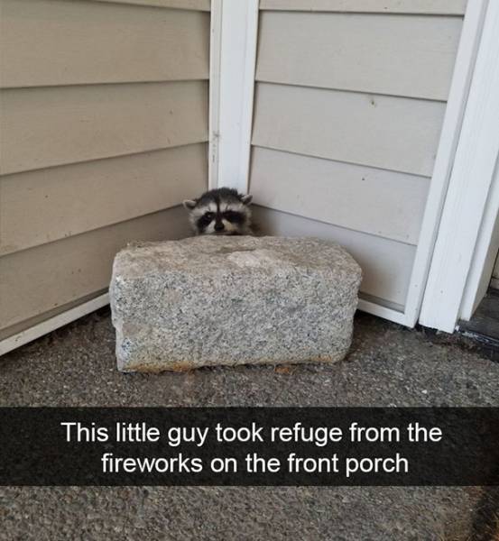 Funny Animal Photos On Snapchat (45 pics)