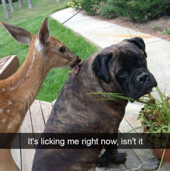 Funny Animal Photos On Snapchat (45 pics)