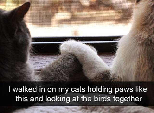 Funny Animal Photos On Snapchat (45 pics)