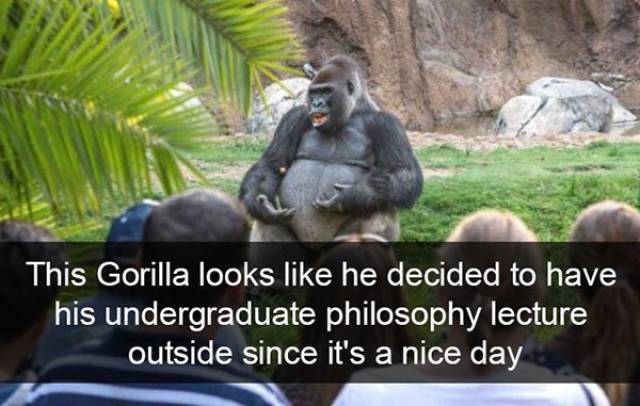 Funny Animal Photos On Snapchat (45 pics)