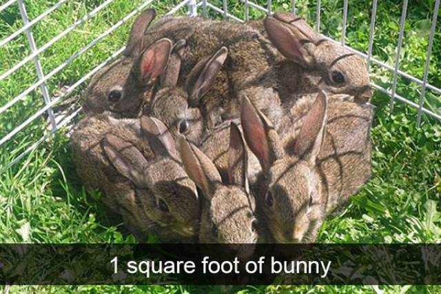 Funny Animal Photos On Snapchat (45 pics)