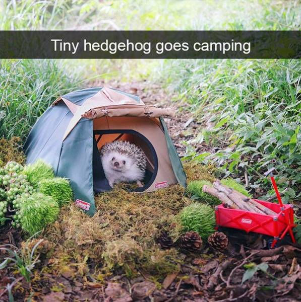 Funny Animal Photos On Snapchat (45 pics)