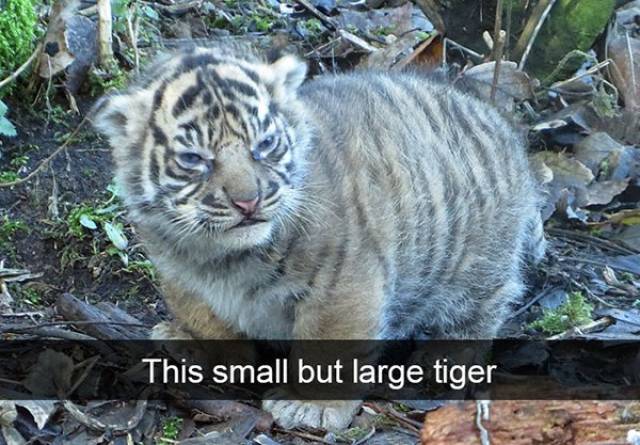Funny Animal Photos On Snapchat (45 pics)