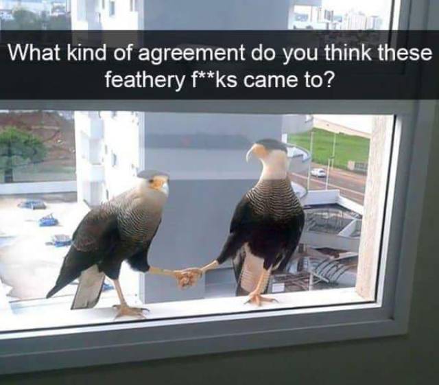 Funny Animal Photos On Snapchat (45 pics)