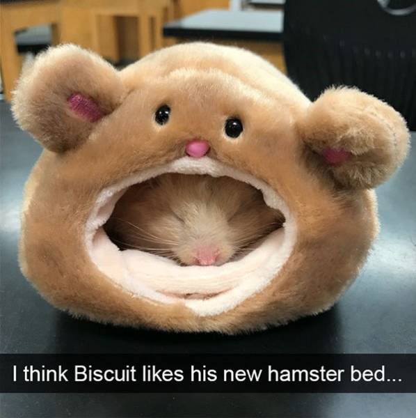 Funny Animal Photos On Snapchat (45 pics)
