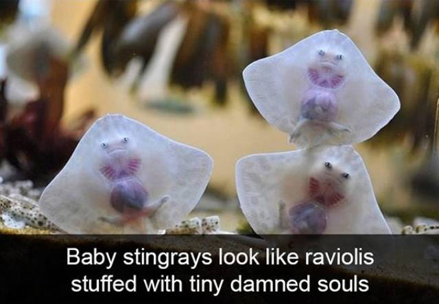 Funny Animal Photos On Snapchat (45 pics)