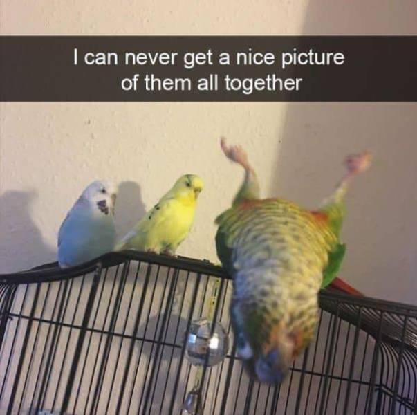 Funny Animal Photos On Snapchat (45 pics)