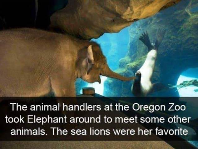 Funny Animal Photos On Snapchat (45 pics)