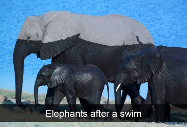 Funny Animal Photos On Snapchat (45 pics)