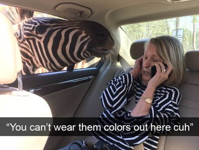 Funny Animal Photos On Snapchat (45 pics)