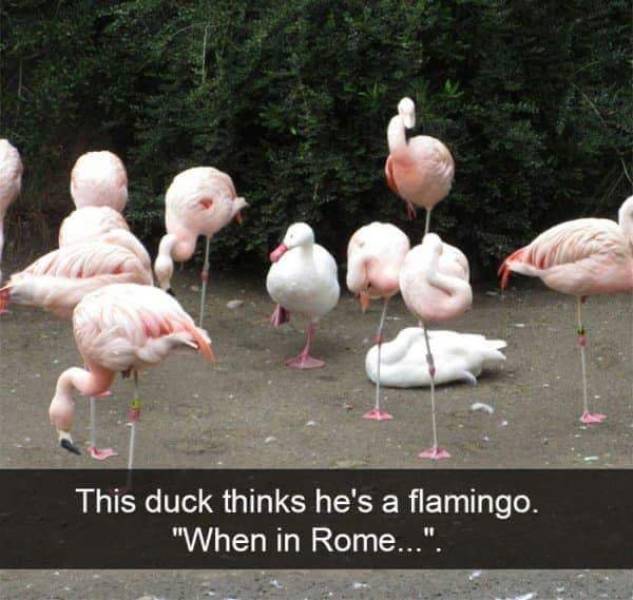 Funny Animal Photos On Snapchat (45 pics)