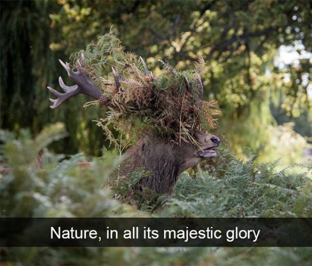 Funny Animal Photos On Snapchat (45 pics)