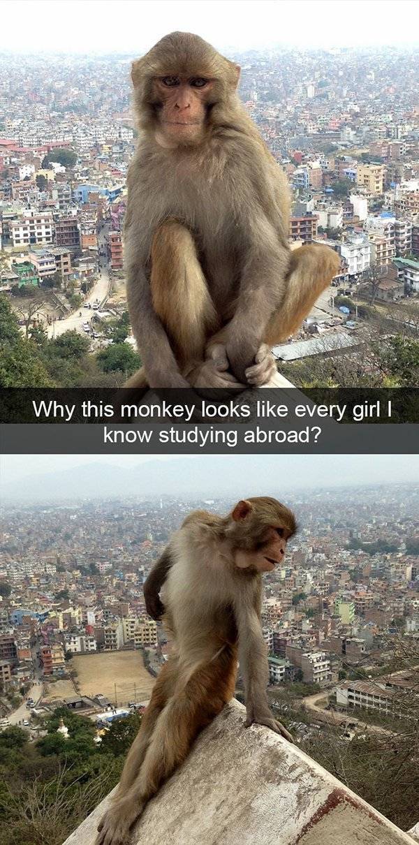 Funny Animal Photos On Snapchat (45 pics)