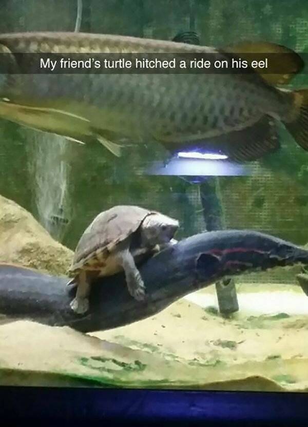 Funny Animal Photos On Snapchat (45 pics)