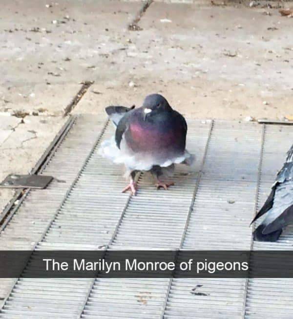 Funny Animal Photos On Snapchat (45 pics)