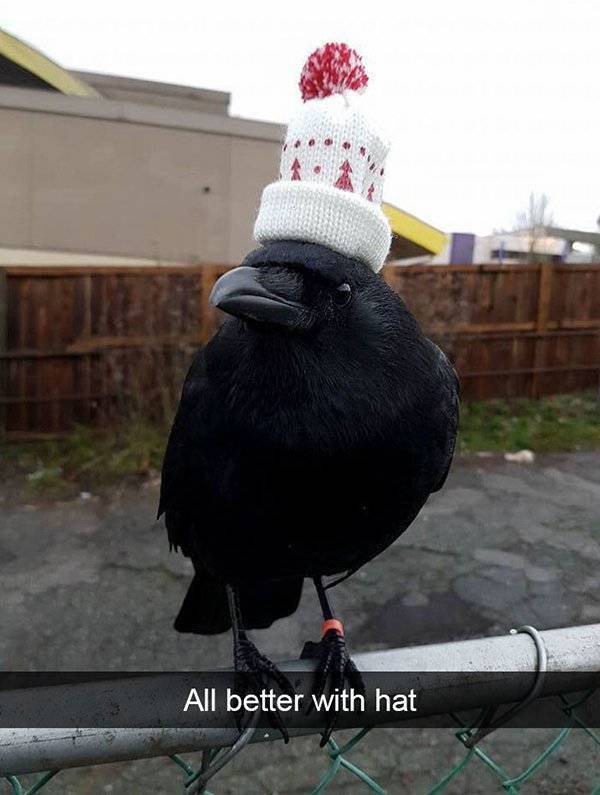Funny Animal Photos On Snapchat (45 pics)