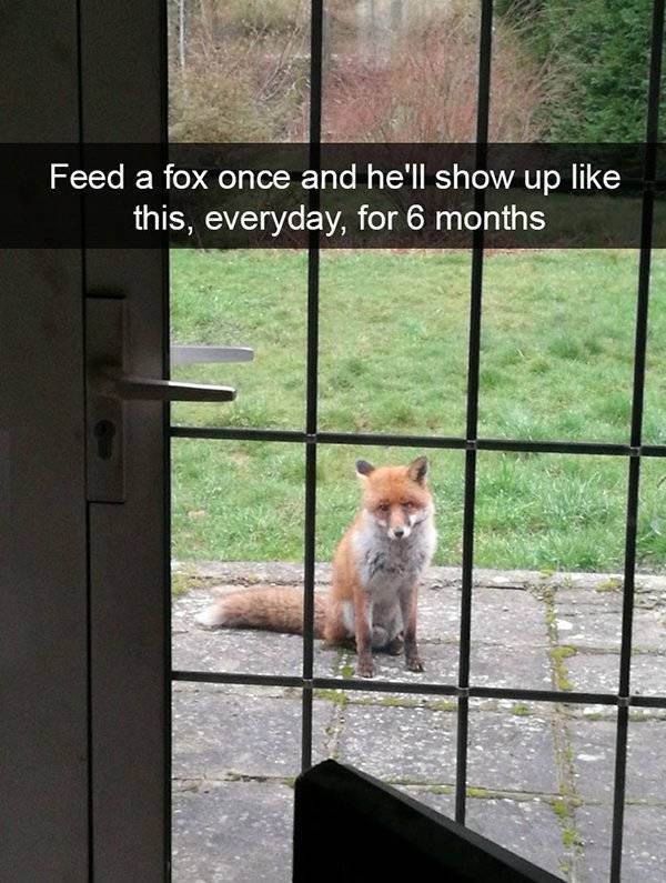 Funny Animal Photos On Snapchat (45 pics)