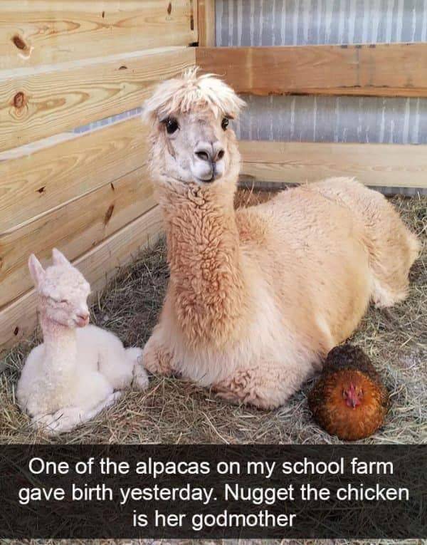 Funny Animal Photos On Snapchat (45 pics)