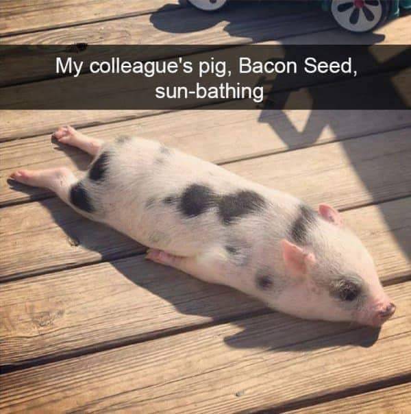 Funny Animal Photos On Snapchat (45 pics)