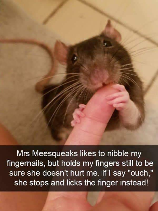 Funny Animal Photos On Snapchat (45 pics)