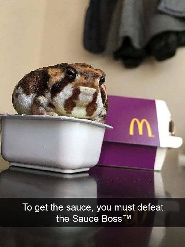 Funny Animal Photos On Snapchat (45 pics)