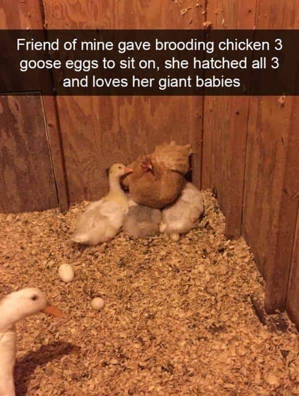 Funny Animal Photos On Snapchat (45 pics)