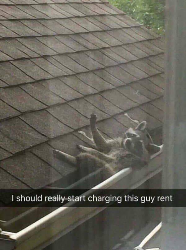 Funny Animal Photos On Snapchat (45 pics)