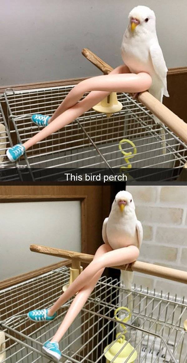 Funny Animal Photos On Snapchat (45 pics)