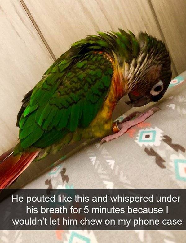 Funny Animal Photos On Snapchat (45 pics)