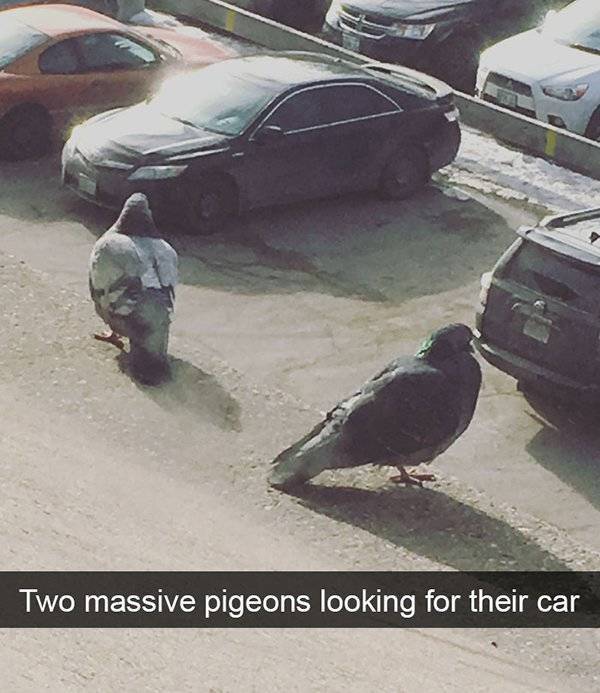 Funny Animal Photos On Snapchat (45 pics)