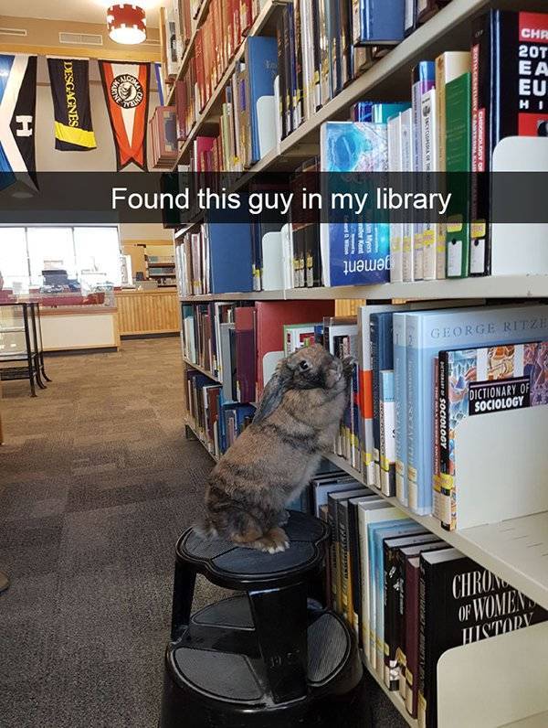 Funny Animal Photos On Snapchat (45 pics)