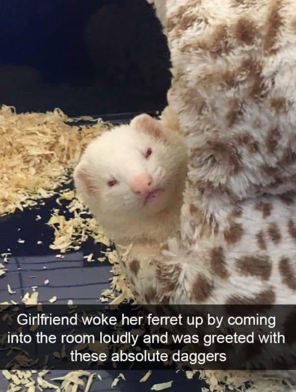 Funny Animal Photos On Snapchat (45 pics)