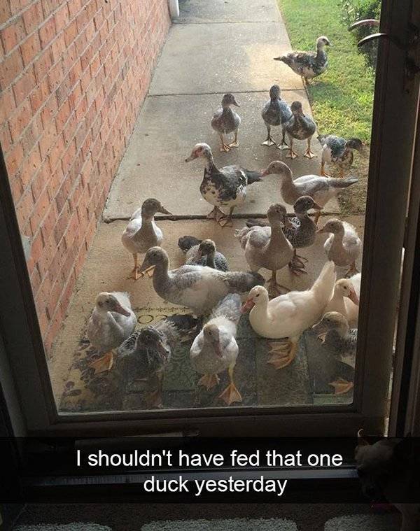 Funny Animal Photos On Snapchat (45 pics)